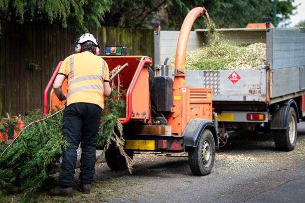 Tree Service Company in Barnwell, SC